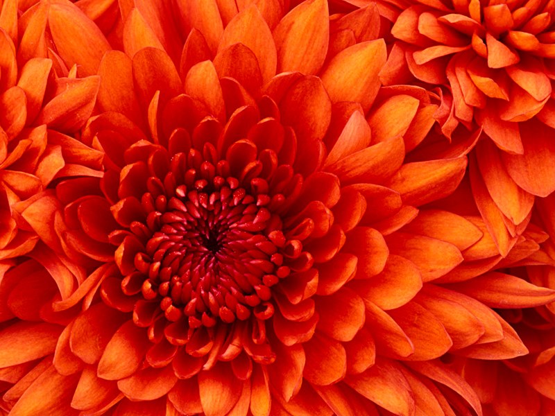 Kế hoạch tập huấn phòng chống ngộ độc thực phẩm
