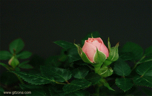 Vì tầm vóc việt