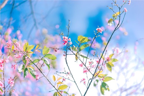 Về việc tham dự lớp tập huấn thực hiện “Chương trình Sức khỏe học đường”