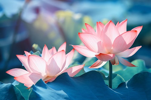 V/v tổ chức xét chọn, đề nghị tuyên dương danh hiệu “Những tấm gương thầm lặng mà cao cả” trong phong trào thi đua yêu nước của Thành phố Lần 6 - Năm 2024