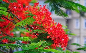 Thông Báo Về việc góp ý dự thảo Kế hoạch Huy động trẻ ra lớp và tuyển sinh vào các lớp đầu cấp năm học 2025-2026